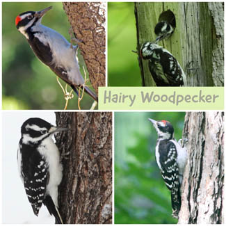 Hairy Woodpecker